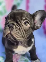 Cocco, a female French Bulldog for sale in Ringgold, GA – Photo 7 of 8