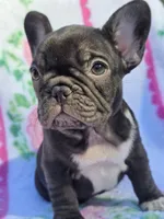 Cocco, a female French Bulldog for sale in Ringgold, GA – Photo 1 of 8