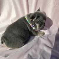 Ella, a female French Bulldog for sale in Ringgold, GA – Photo 9 of 10