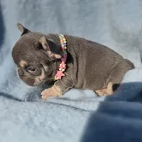 Ella, a female French Bulldog for sale in Ringgold, GA – Photo 10 of 10