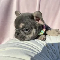 Ella, a female French Bulldog for sale in Ringgold, GA – Photo 6 of 10