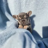 Ella, a female French Bulldog for sale in Ringgold, GA – Photo 4 of 10