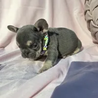 Ella, a female French Bulldog for sale in Ringgold, GA – Photo 8 of 10