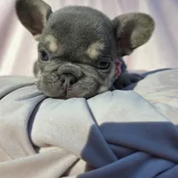 Ella, a female French Bulldog for sale in Ringgold, GA – Photo 2 of 10