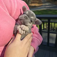 Ella, a female French Bulldog for sale in Ringgold, GA – Photo 3 of 10