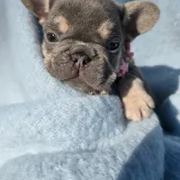 Ella, a female French Bulldog for sale in Ringgold, GA – Photo 7 of 10