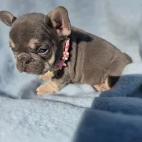 Ella, a female French Bulldog for sale in Ringgold, GA – Photo 5 of 10