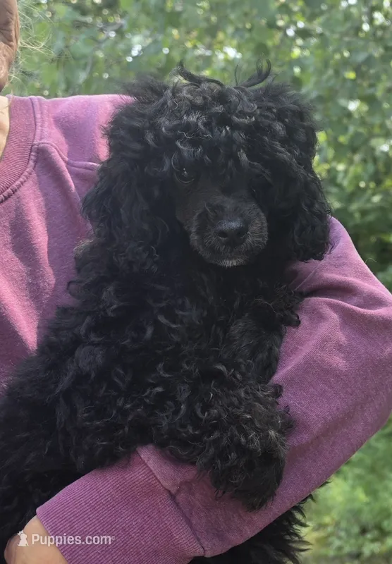 Nova – Poodle - Toy  puppy for sale in Knox, PA
