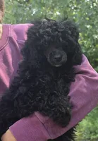 Nova, a male Poodle - Toy  for sale in Knox, PA – 1 of 1