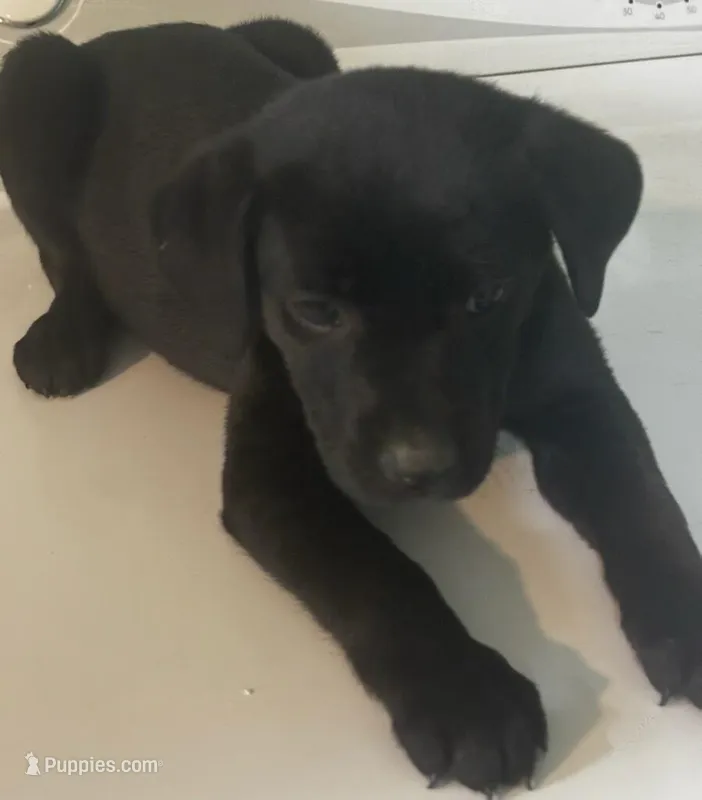 Charlie  – Goldador puppy for sale in Knox, PA