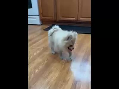 Cooper, a male Pomeranian for sale in Knox, PA – 4 of 4