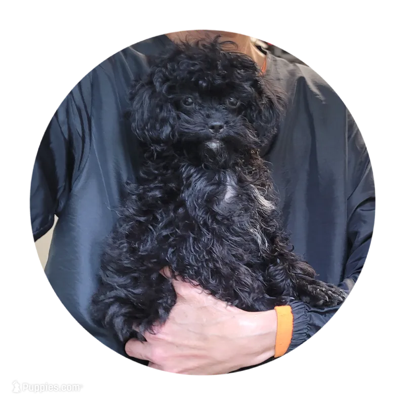 Beauty – Poodle - Toy  puppy for sale in Knox, PA