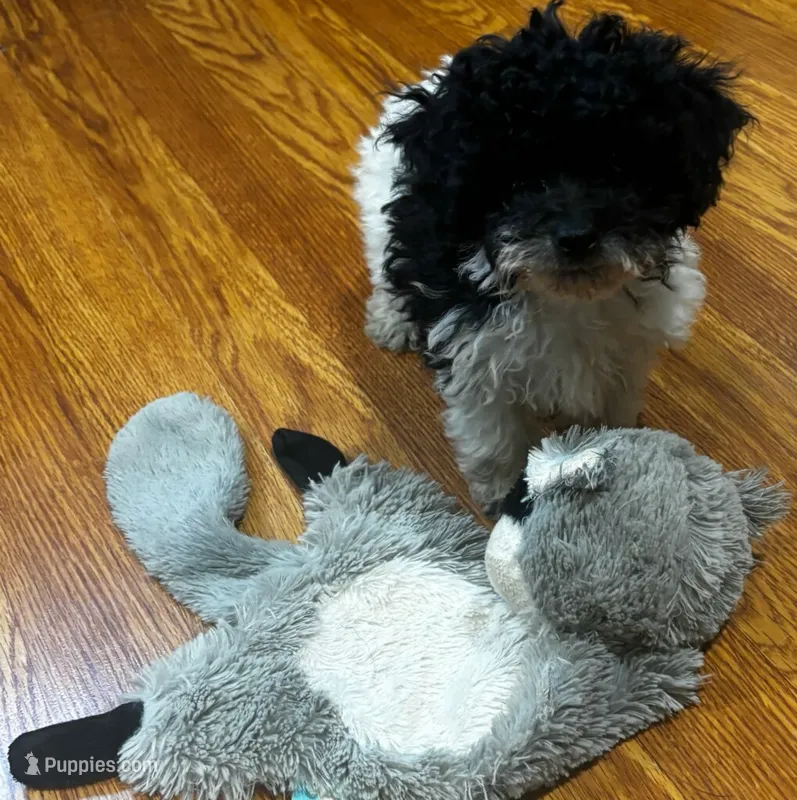 Rosebud  – Bichpoo puppy for sale in Knox, PA