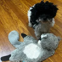 Rosebud , a female Bichpoo for sale in Knox, PA – 1 of 6