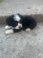 Sasha , a female Miniature Australian Shepherd for sale in Knox, PA – 3 of 3