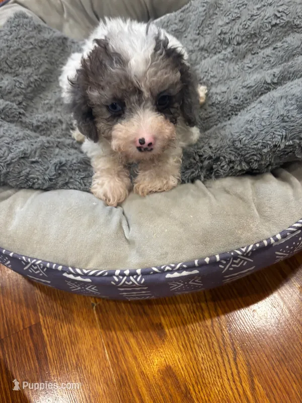 Slate – Shihpoo puppy for sale in Knox, PA