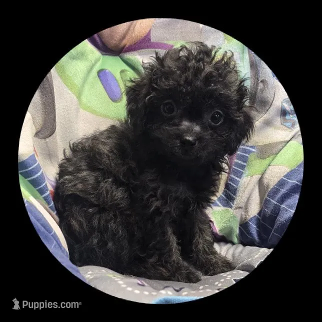 Toby – Poodle - Toy  puppy for sale in Knox, PA