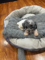 Patch, a male Shihpoo and Poodle - Toy  for sale in Knox, PA – 1 of 5
