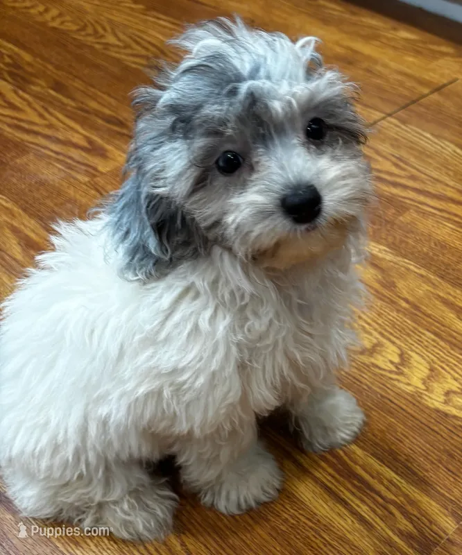 Sara – Yorkipoo, Poodle - Toy  puppy for sale in Knox, PA