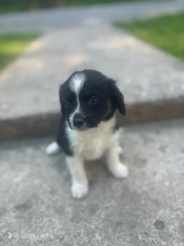 Max – Miniature Australian Shepherd puppy for sale in Knox, PA