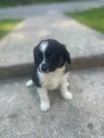 Max, a male Miniature Australian Shepherd for sale in Knox, PA – 1 of 1