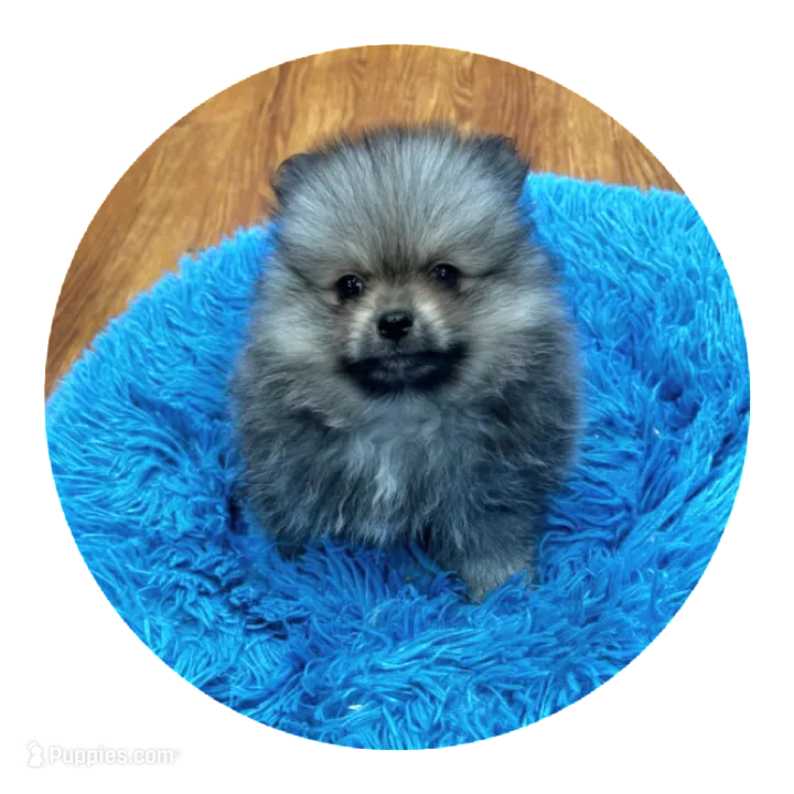 Rosebud  – Pomeranian puppy for sale in Knox, PA