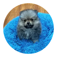 Rosebud , a female Pomeranian for sale in Knox, PA – 1 of 2