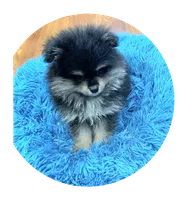 Snickers , a male Pomeranian for sale in Knox, PA – 2 of 2
