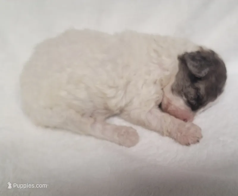Slate – Shihpoo puppy for sale in Knox, PA