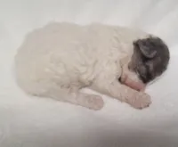 Slate, a male Shihpoo for sale in Knox, PA – 1 of 3