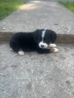 Teddy, a male Miniature Australian Shepherd for sale in Knox, PA – 2 of 2