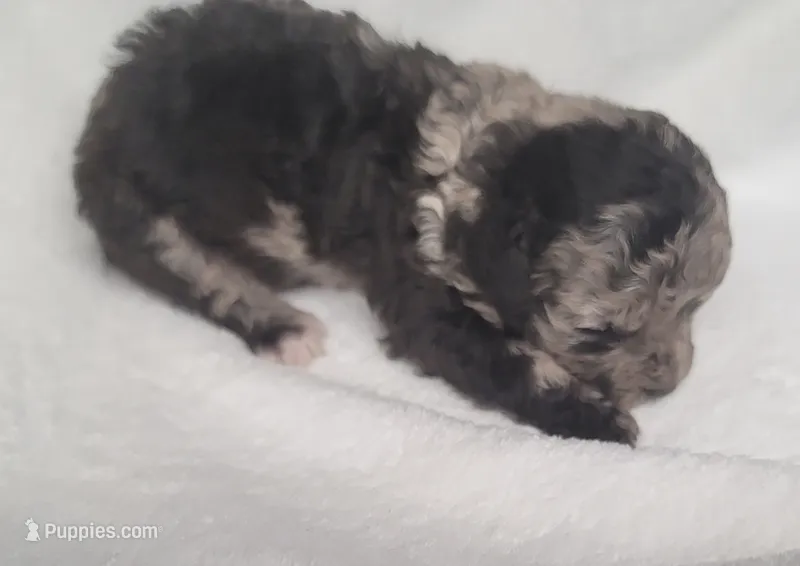 Merin – Shihpoo, Poodle - Toy  puppy for sale in Knox, PA