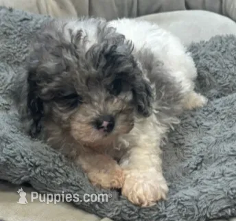 Dusty – Yorkipoo, Poodle - Toy  puppy for sale in Knox, PA