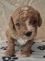Buddy, a male Cavapoo for sale in Knox, PA – 2 of 3