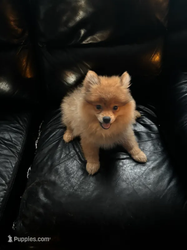 Titan – Pomeranian puppy for sale in Knox, PA