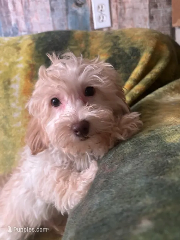 Biscuit , a male Poodle - Toy  and Morkie for sale in Knox, PA – Photo 1 of 1