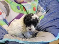 Buddy, a male Poodle - Toy  for sale in Knox, PA – 1 of 1