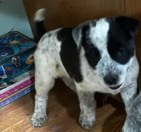 Cleo , a female Border Collie for sale in Knox, PA – Photo 2 of 2