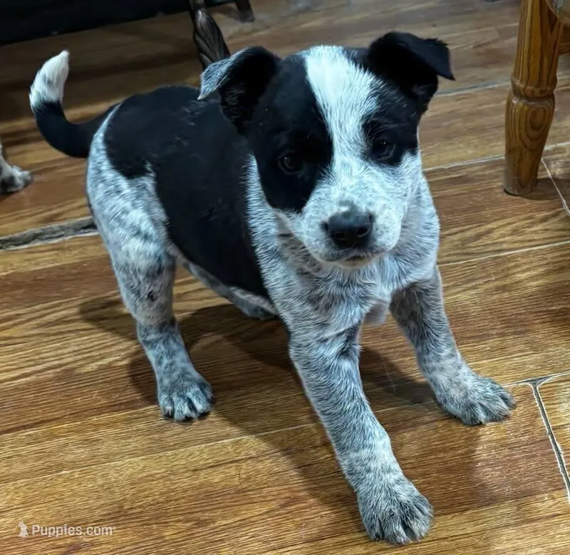 Cleo  – Border Collie puppy for sale in Knox, PA