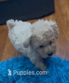 Baxter  – Bichpoo puppy for sale in Knox, PA