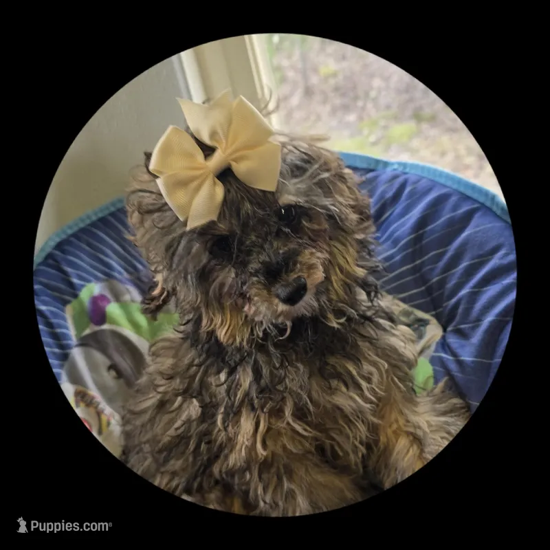 Glory – Poodle - Toy  puppy for sale in Knox, PA