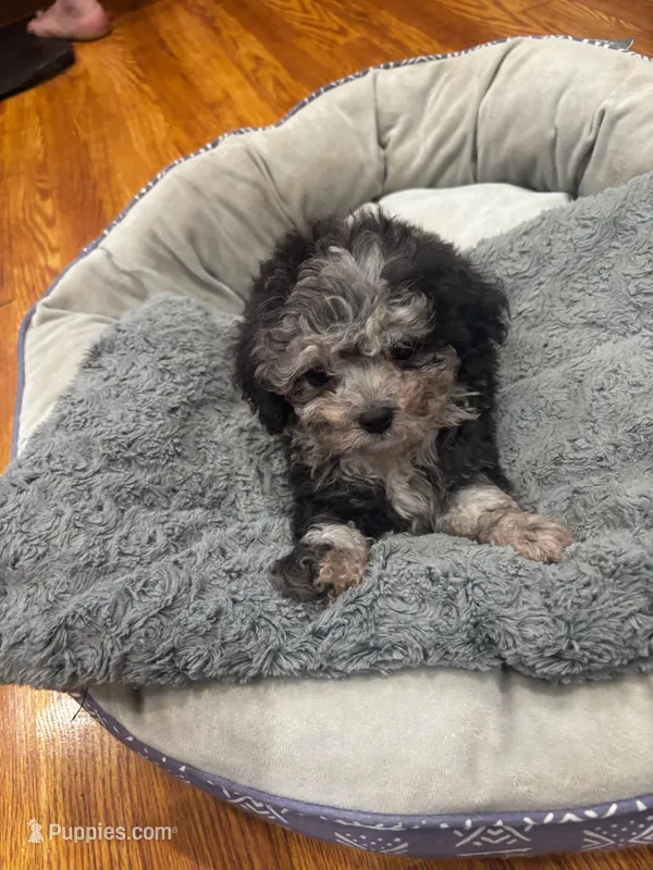 Merin – Shihpoo, Poodle - Toy  puppy for sale in Knox, PA