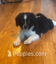 Chewie – Miniature Australian Shepherd puppy for sale in Knox, PA