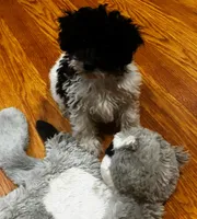 Rosebud , a female Bichpoo for sale in Knox, PA – 2 of 6