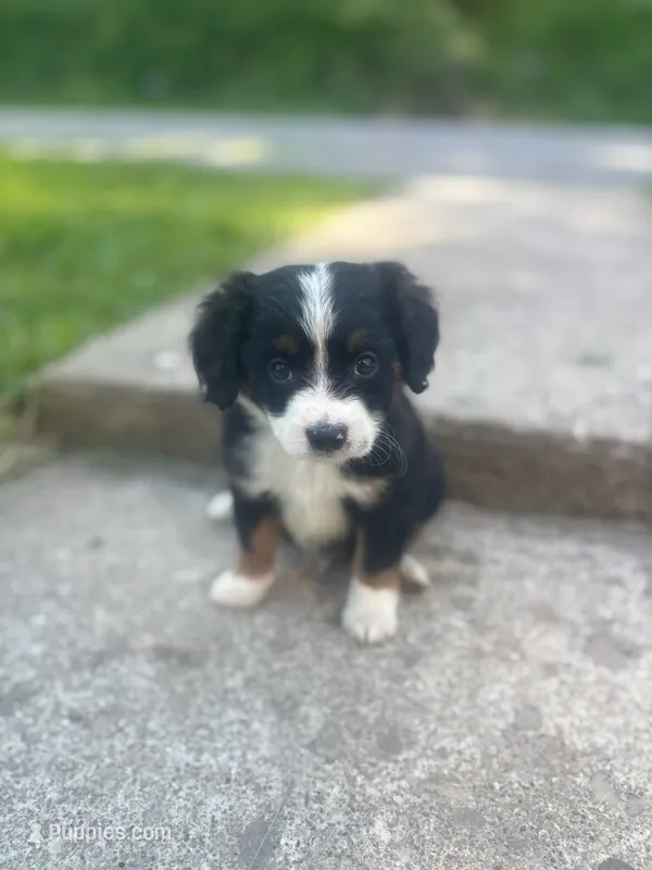 Teddy – Miniature Australian Shepherd puppy for sale in Knox, PA