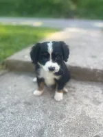 Teddy, a male Miniature Australian Shepherd for sale in Knox, PA – 1 of 2