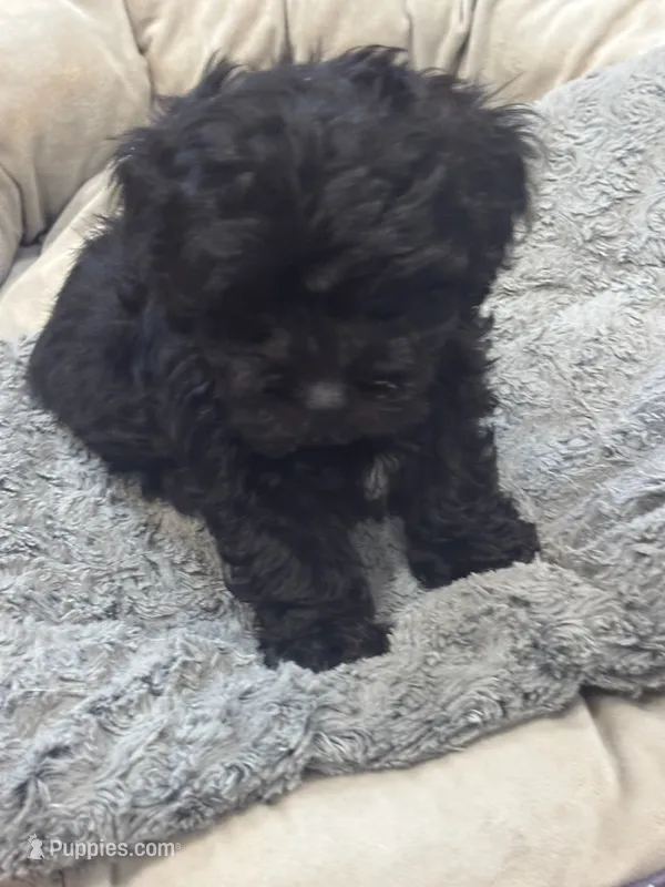 Buddy – Shihpoo puppy for sale in Knox, PA