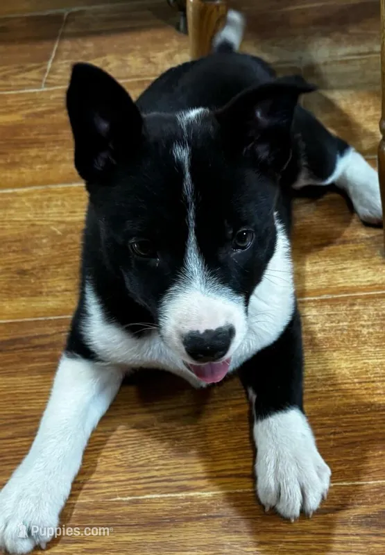 Stella – Australian Cattle Dog puppy for sale in Knox, PA