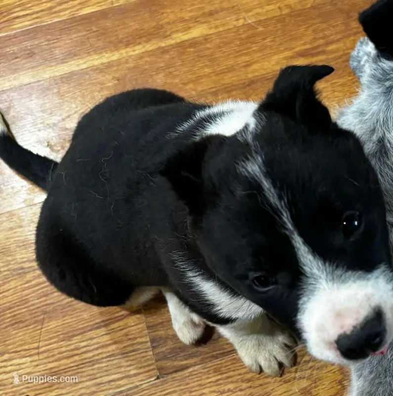 Stella, a female Border Collie for sale in Knox, PA – Photo 1 of 1