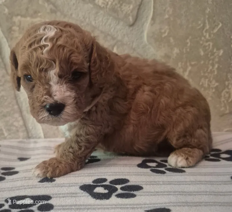 Buddy – Cavapoo puppy for sale in Knox, PA
